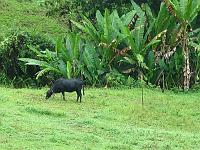 Martinique2003 001 